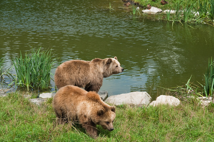Braunbär Braunbär