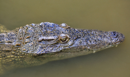 Siam-Krokodil (Crocodylus siamensis), im Wasser