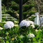 Flora in Vietnam