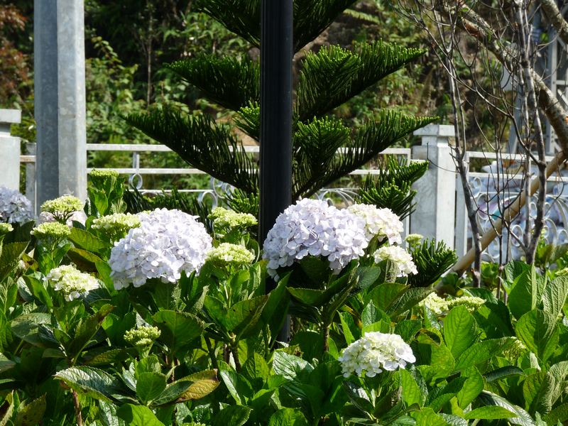 Flora in Vietnam