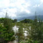 Wälder von Vietnam
