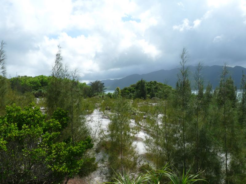 Wälder von Vietnam