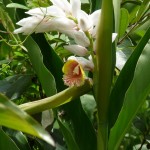 Vielfältige Flora