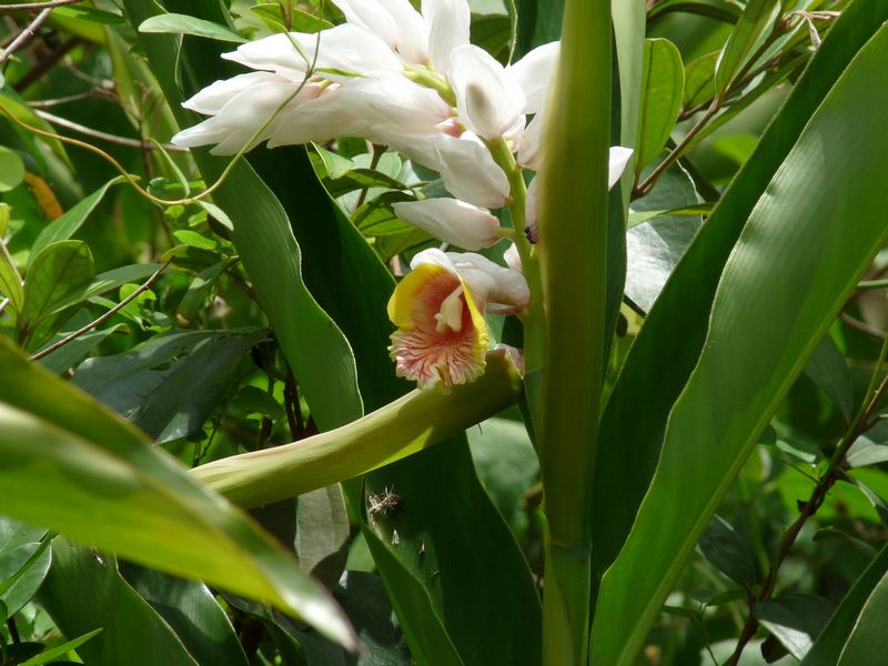 Vielfältige Flora