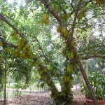 Fruchtbaum