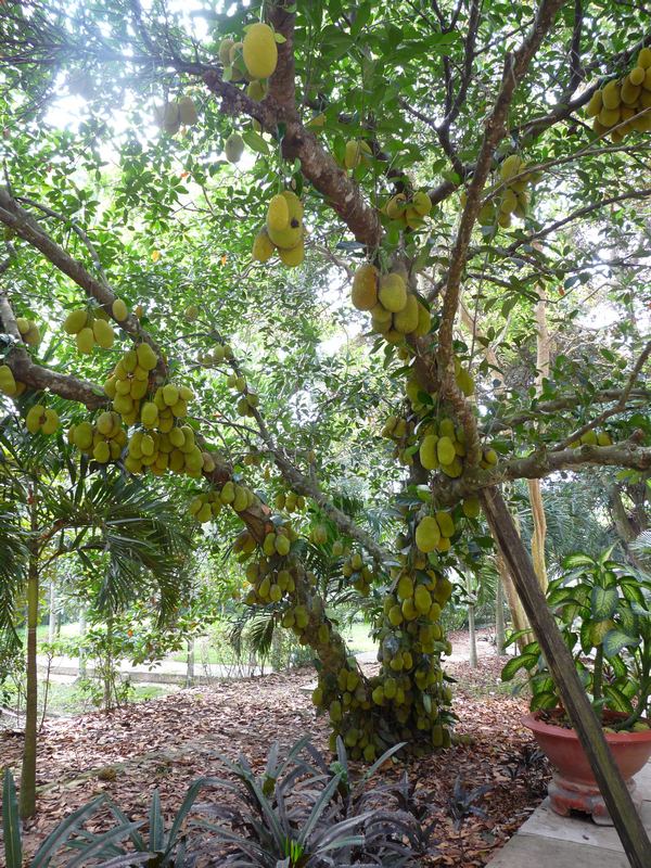 Fruchtbaum