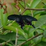 Schmetterling