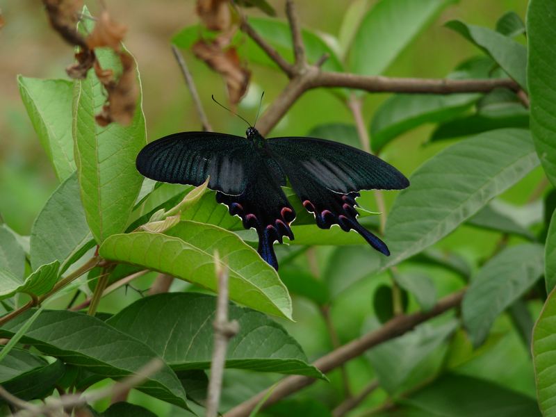 Schmetterling